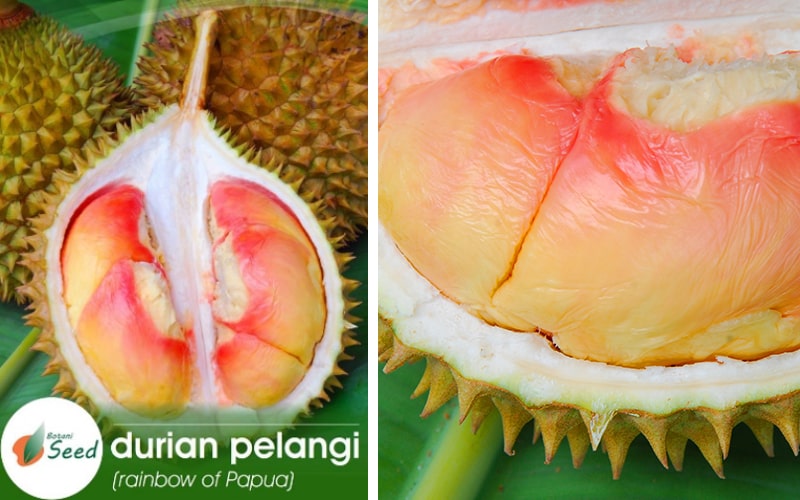 DURIAN PELANGI : BUAH EKSOTIK DARI TANAH PAPUA