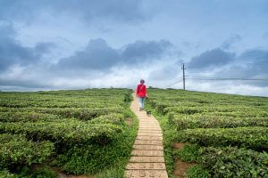A person in a red jacket walks a dog on a scenic pathway through a lush green tea plantation under a cloudy sky.